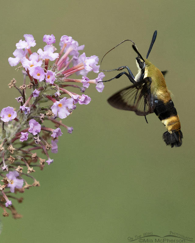 Hovering Snowberry Clearwing moth, Sebastian County, Arkansas