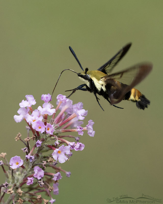 Adult Snowberry Clearwing moth in Arkansas, Sebastian County