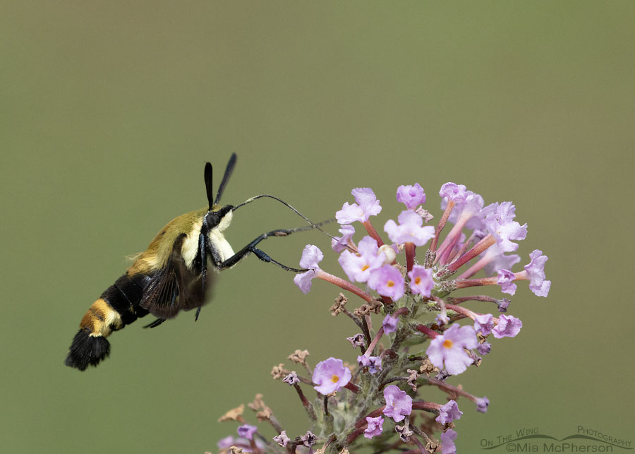 Nectaring Snowberry Clearwing moth, Sebastian County, Arkansas