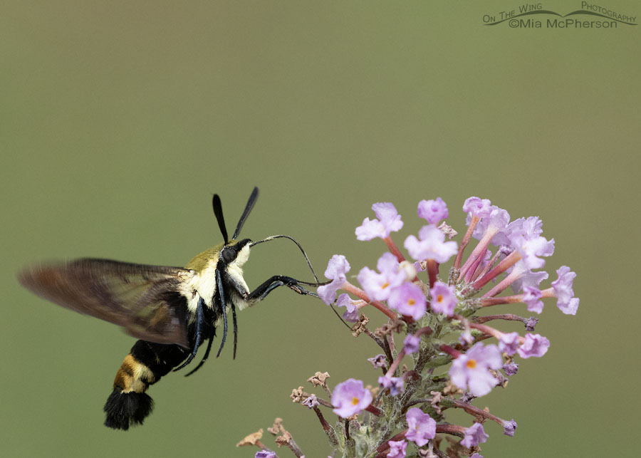 Snowberry Clearwing moth up close, Sebastian County, Arkansas