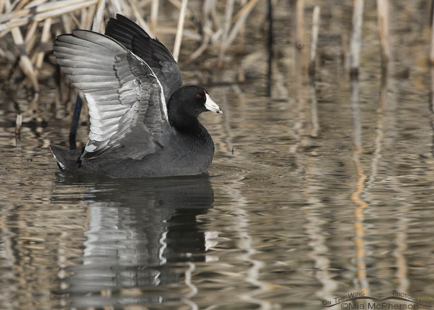 American Coot starting to flap its wings on the water at Bear River Migratory Bird Refuge, Box Elder County, Utah