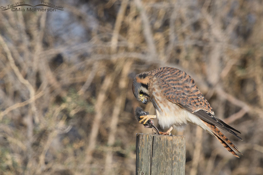 Adult American Kestrel female grasping her prey, Farmington Bay WMA, Davis County, Utah