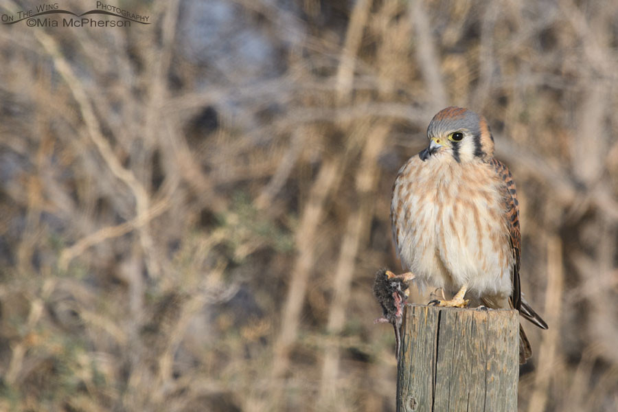 Adult female American Kestrel with prey in her talons, Farmington Bay WMA, Davis County, Utah