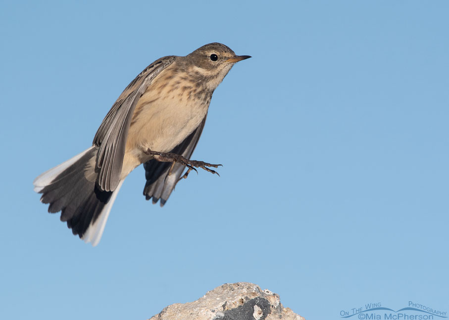 Leaping American Pipit, Farmington Bay WMA, Davis County, Utah