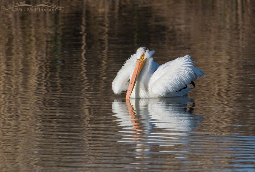 Fluffed up American White Pelican, Bear River Migratory Bird Refuge, Box Elder County, Utah