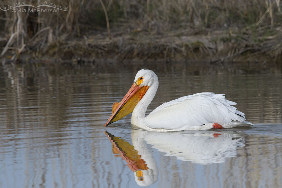 American White Pelican in a marsh, Bear River Migratory Bird Refuge, Box Elder County, Utah