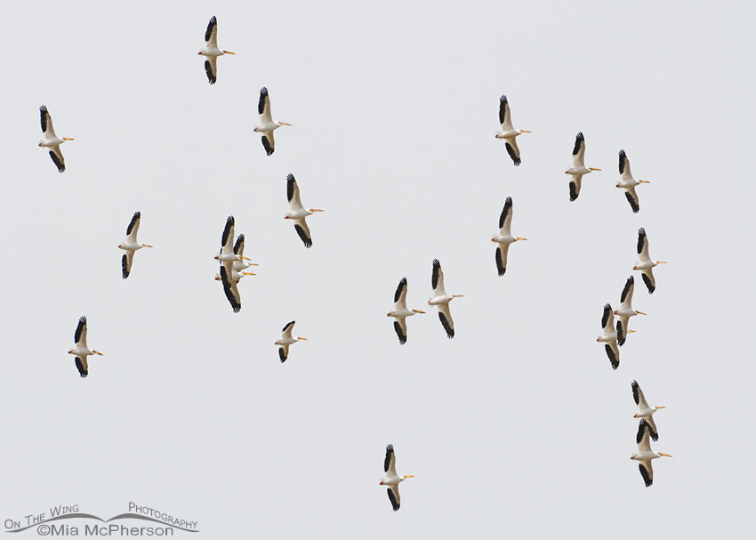 American White Pelicans soaring on a thermal over the Great Salt Lake, Antelope Island State Park, Davis County, Utah