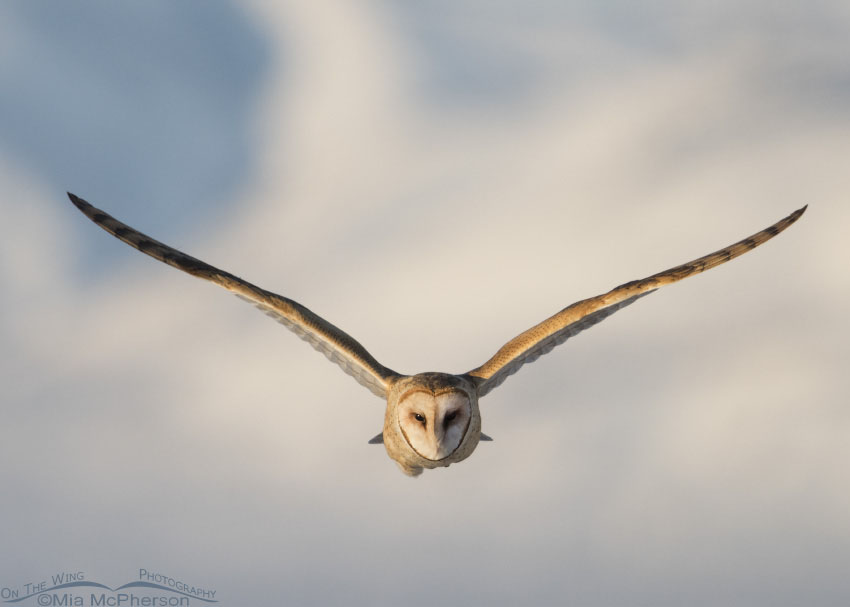 Barn Owl in flight head on with the snow covered Promontory Mountains in the background, Bear River Migratory Bird Refuge, Box Elder County, Utah