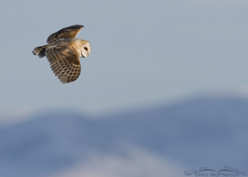 Barn Owl in flight over the Bear River as it looked for prey on a cold winter morning in Box Elder County, Utah