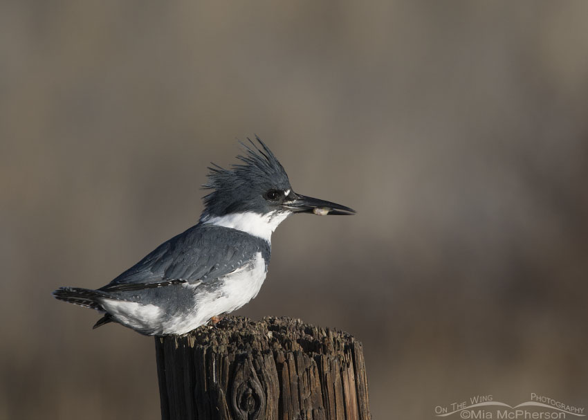 Male Belted Kingfisher with prey in his bill, Farmington Bay WMA, Davis County, Utah