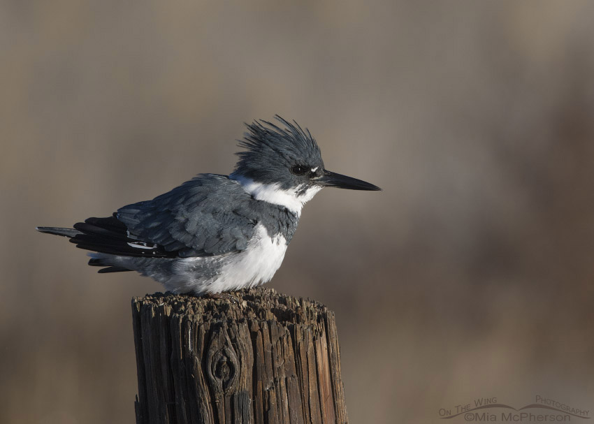 Male Belted Kingfisher shaking his feathers, Farmington Bay WMA, Davis County, Utah