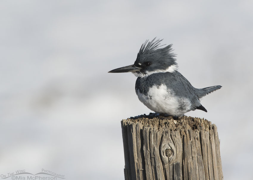 Winter snow and a male Belted Kingfisher, Farmington Bay WMA, Davis County, Utah