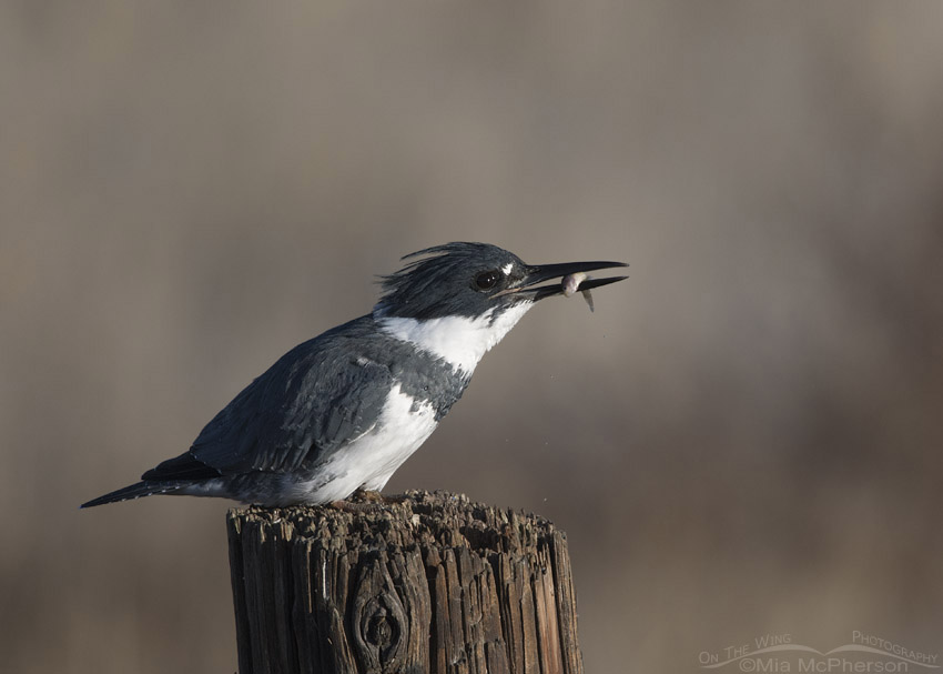 Belted Kingfisher male with a fish in his bill, Farmington Bay WMA, Davis County, Utah