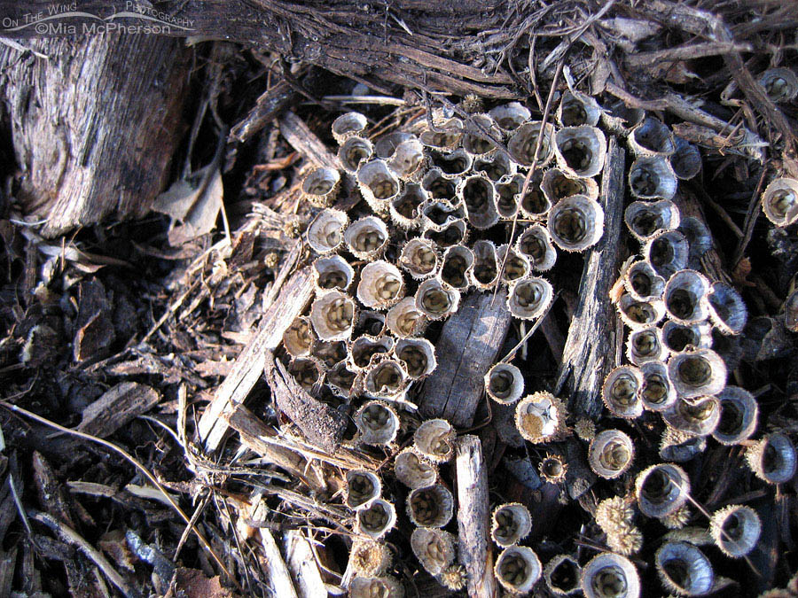 Bird's Nest Fungus, State Botanical Gardens, Pinellas County, Florida