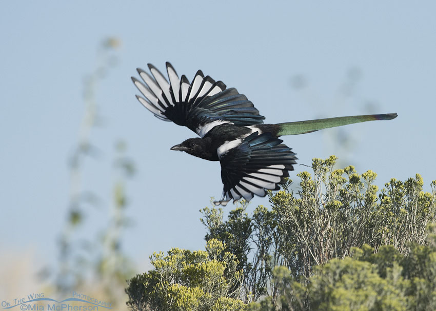 Immature Black-billed Magpie in flight, Antelope Island State Park, Davis County, Utah