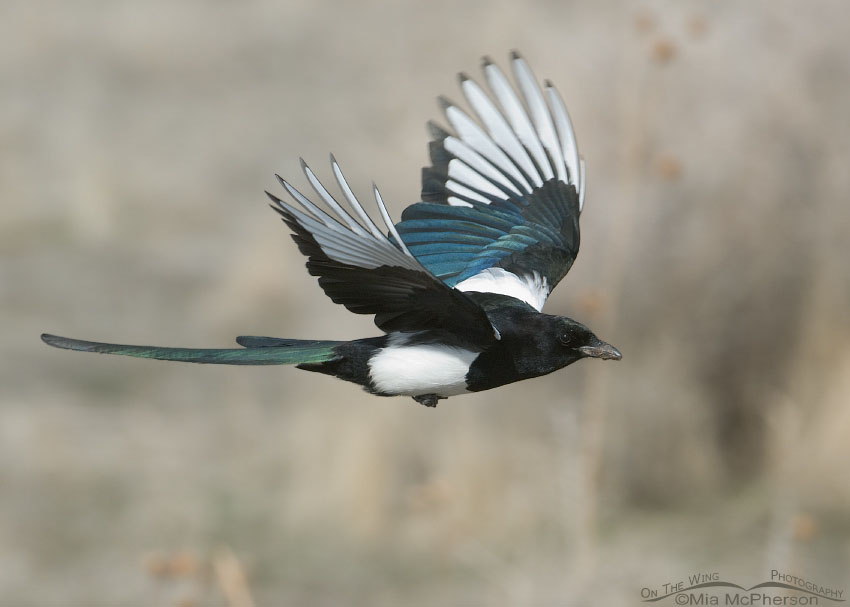 Black-billed Magpie flying towards its nest on Antelope Island State Park, Davis County, Utah