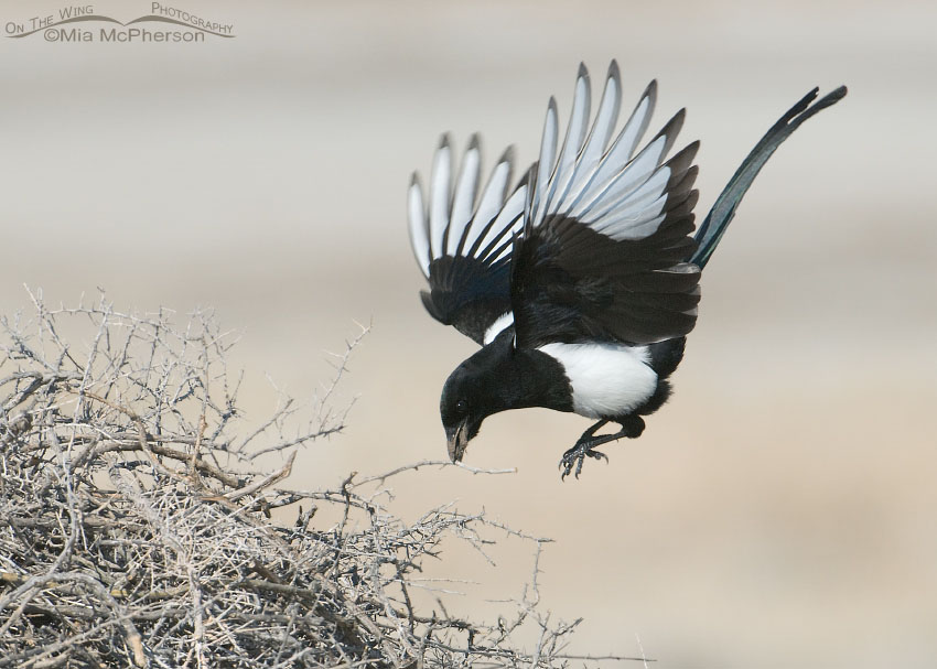 Black-billed Magpie with a twig about to land on its nest. Antelope Island State Park, Davis County, Utah