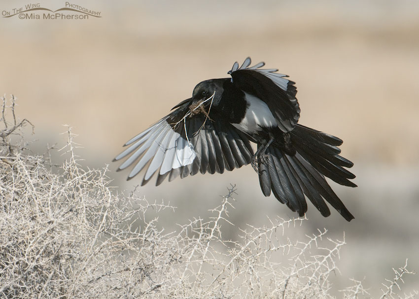 Black-billed Magpie landing with nesting material. Antelope Island State Park, Utah