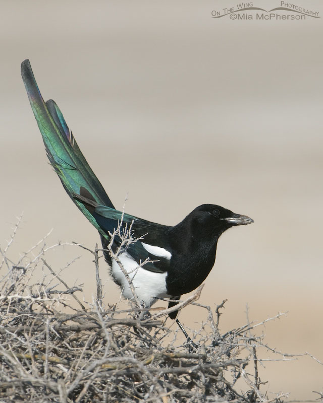 Black-billed Magpie with its head cocked, Antelope Island State Park, Utah