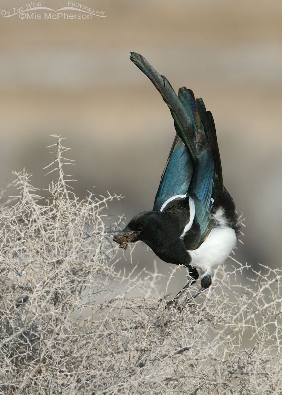 Black-billed Magpie with nesting material, Antelope Island State Park, Davis County, Utah