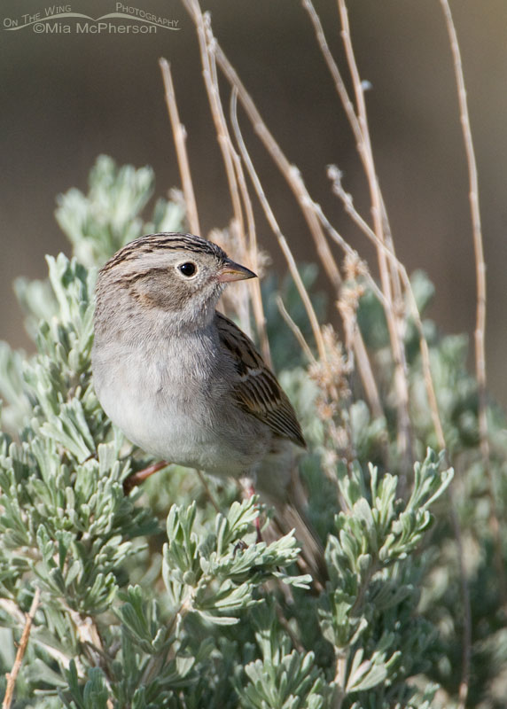 Brewer's Sparrow on a Sagebrush near the Flaming Gorge Reservoir, Utah