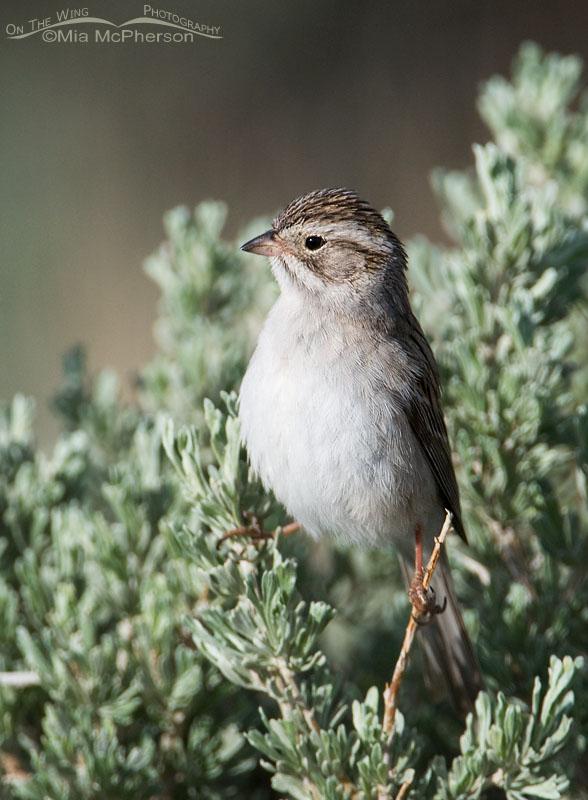 Alert Brewer's Sparrow on a Sagebrush at Flaming Gorge National Recreation Area, Utah