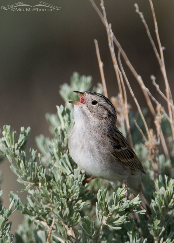 Singing Brewer's Sparrow at Flaming Gorge National Recreation Area, Utah