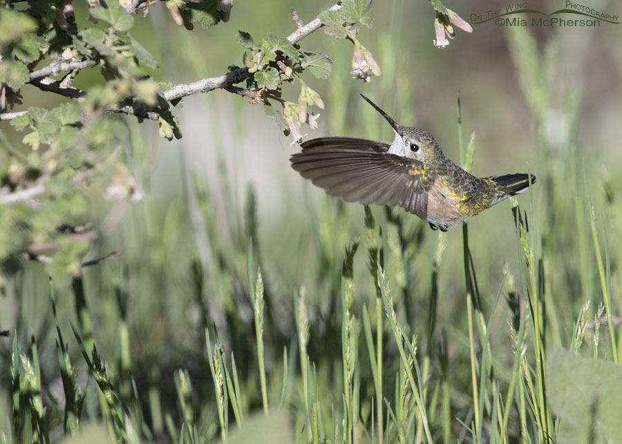 Female Broad-tailed Hummingbird hovering under a Wax currant, West Desert, Tooele County, Utah