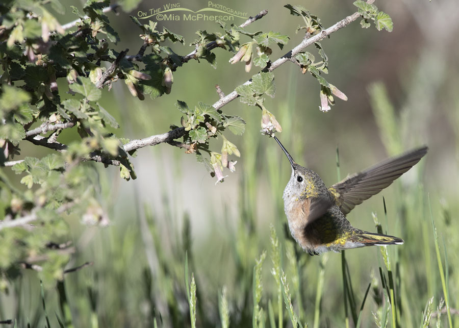 Broad-tailed Hummingbird female feeding on the nectar of a Wax Currant, West Desert, Tooele County, Utah