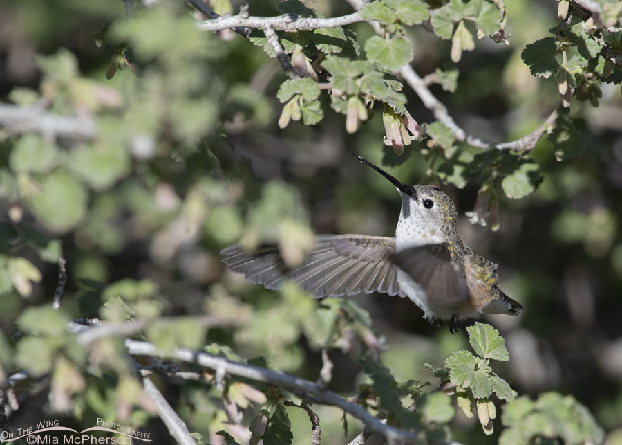 Broad-tailed Hummingbird female hovering under a Wax Currant flower, West Desert, Tooele County, Utah