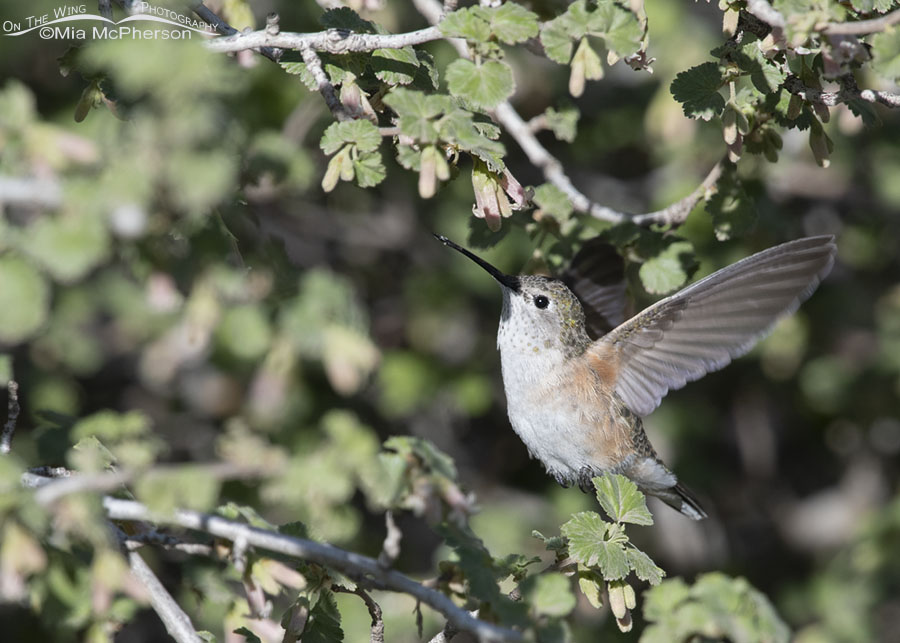 Hovering female Broad-tailed Hummingbird in May, West Desert, Tooele County, Utah