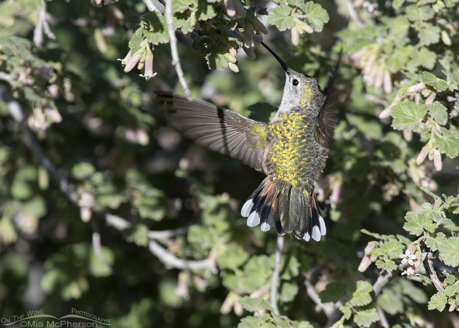 Female Broad-tailed Hummingbird back view, West Desert, Tooele County, Utah