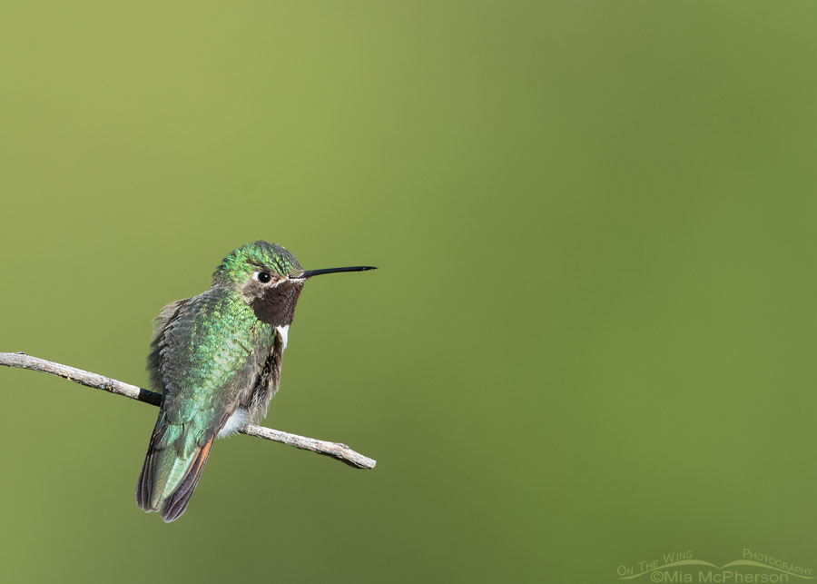 Male Broad-tailed Hummingbird giving me the eye from his favorite perch, Wasatch Mountains, Morgan County, Utah