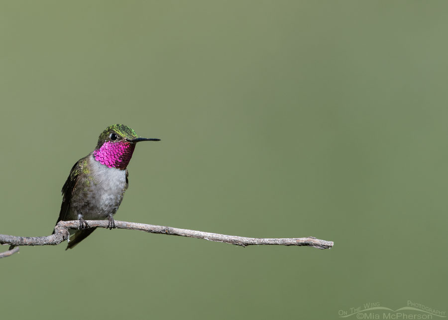 Male Broad-tailed Hummingbird watching a rival from his favorite perch, Wasatch Mountains, Morgan County, Utah