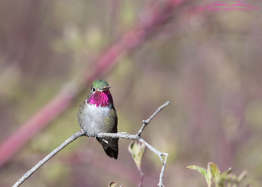 Male Broad-tailed Hummingbird keeping on eye on his territory from his favorite perch, West Desert, Tooele County, Utah