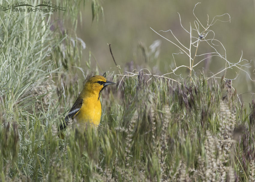 Bullock's Oriole foraging in grasses on Antelope Island State Park, Utah