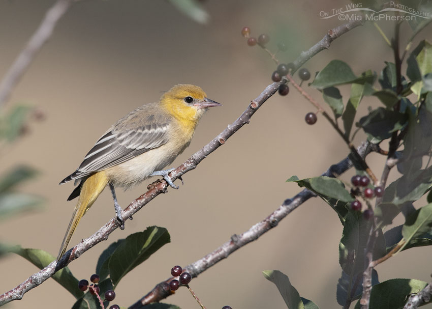 Juvenile Bullock's Oriole in a Chokecherry tree, Little Emigration Canyon, Morgan County, Utah