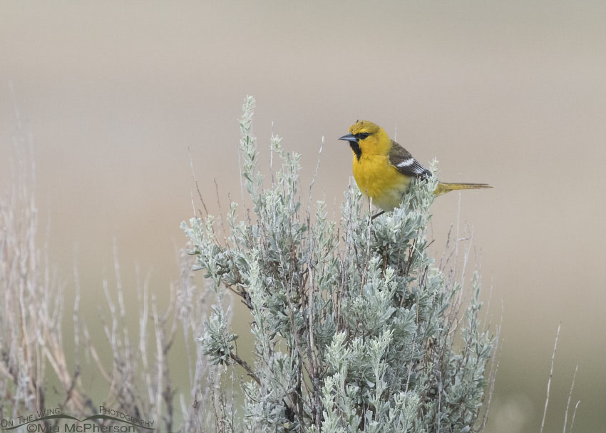 First year male Bullock's Oriole perched on Sagebrush on Antelope Island State Park, Davis County, Utah