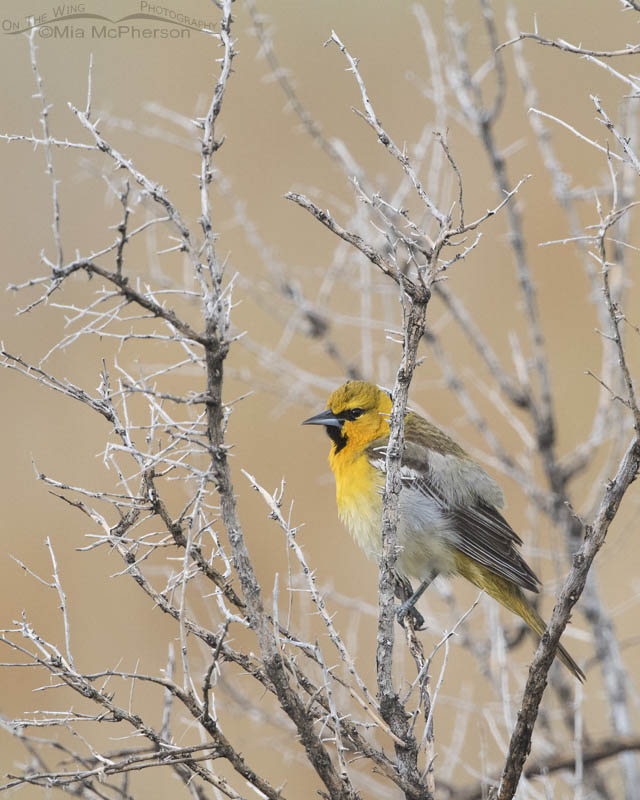 Bullock's Oriole perched on a dead Greasewood on a May morning on Antelope Island State Park, Davis County, Utah