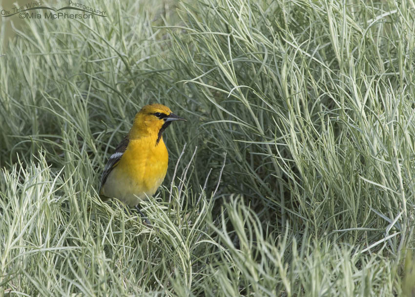 Rabbitbrush and a first year male Bullock's Oriole, Antelope Island State Park, Davis County, Utah