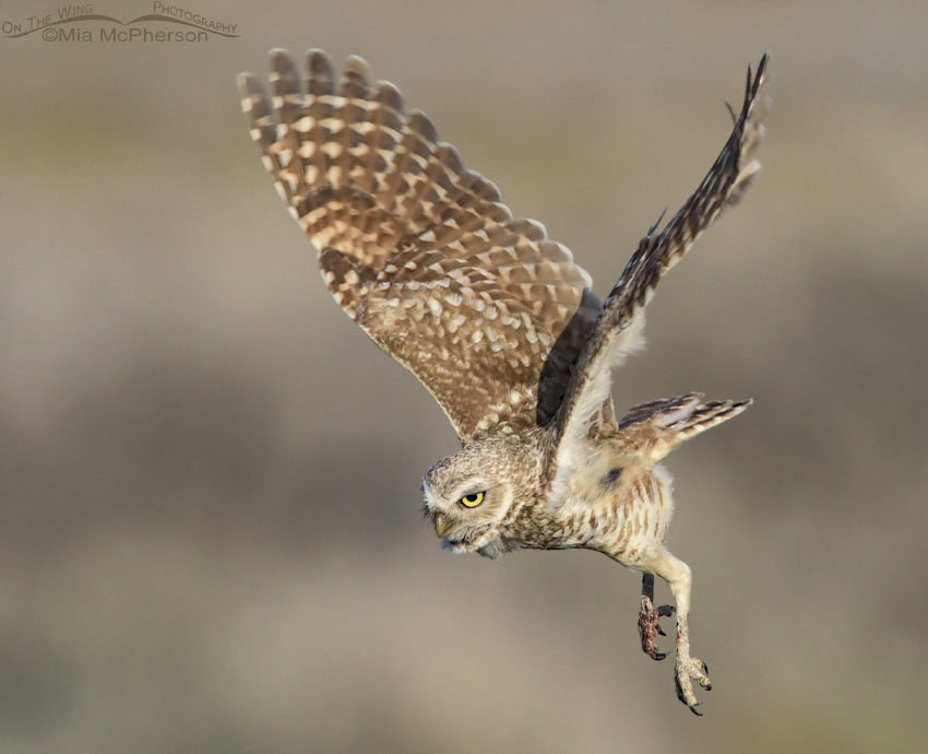 Adult Burrowing Owl in flight in Box Elder County, Utah