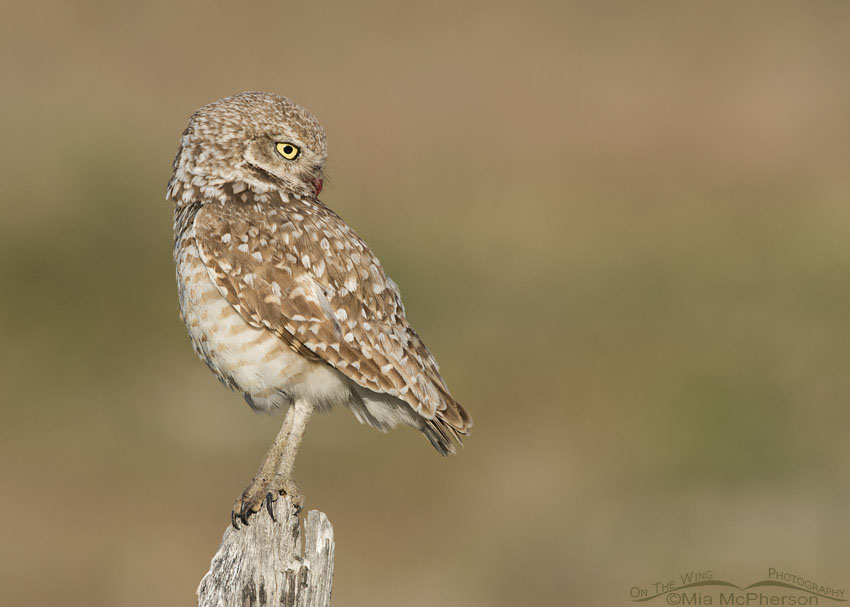 Adult Burrowing Owl looking at the ground, Box Elder County, Utah