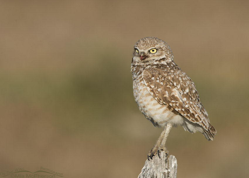 Adult Burrowing Owl with bloody bill, Box Elder County, Utah