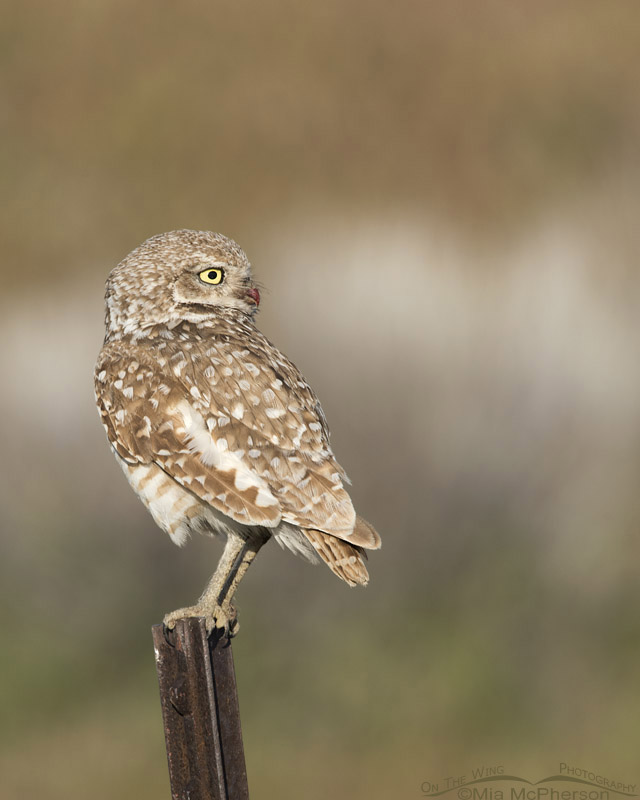 Adult Burrowing Owl near a road, Box Elder County, Utah