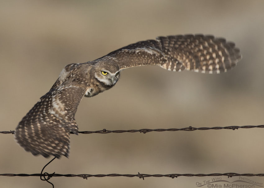 Focused flight of a juvenile Burrowing Owl, Box Elder County, Utah