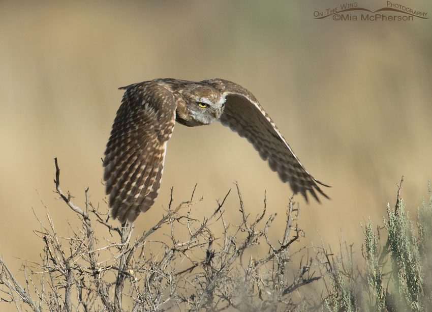 Juvenile Burrowing Owl lift off, Antelope Island State Park, Davis County, Utah