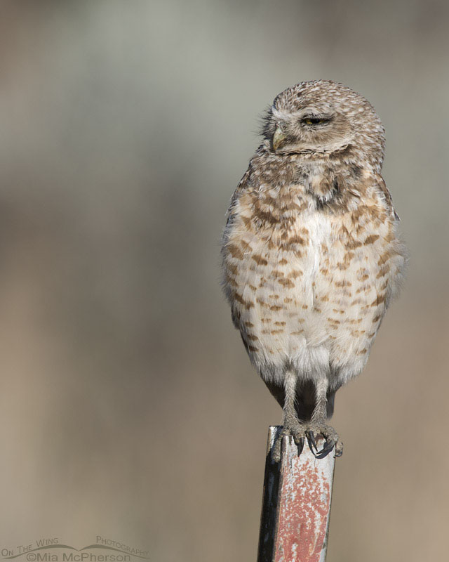 Sleepy adult Burrowing Owl male, Box Elder County, Utah