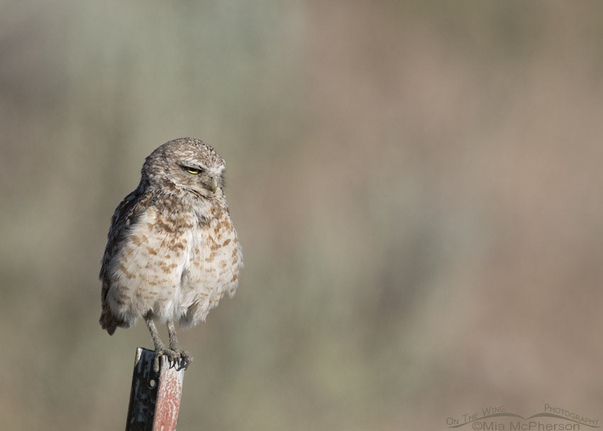 Sleepy looking Burrowing Owl male, Box Elder County, Utah