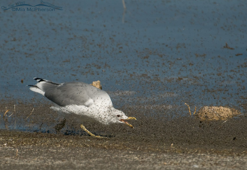 California Gull chasing brine flies with its bill open on the shore of Great Salt Lake, Antelope Island State Park, Davis County, Utah