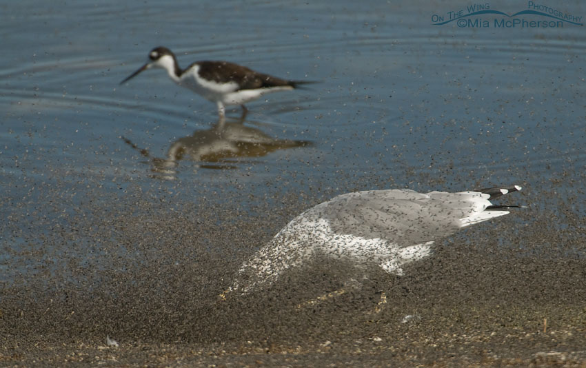 California Gull in a thick cloud of brine flies next to the Great Salt Lake, Antelope Island State Park, Davis County, Utah